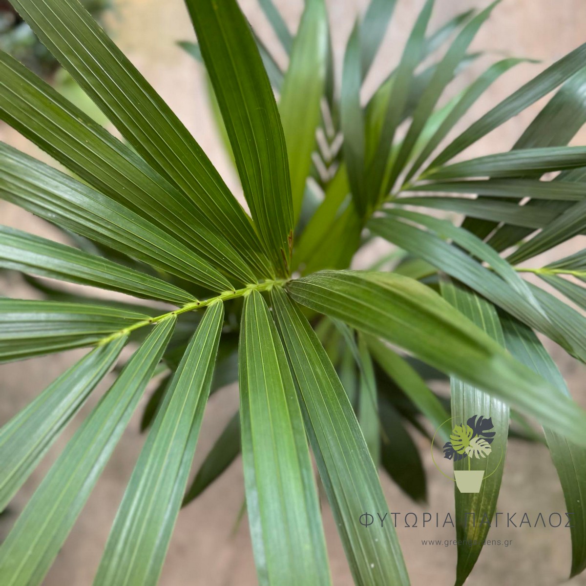 Κέντια (Howea forsteriana) | Κομψός Φοίνικας Εσωτερικού Χώρου - 3